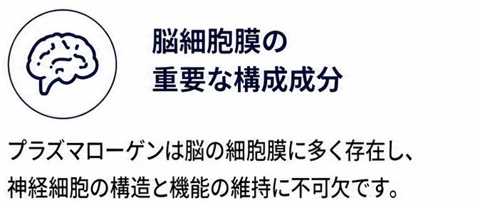 脳細胞膜の重要な構成成分