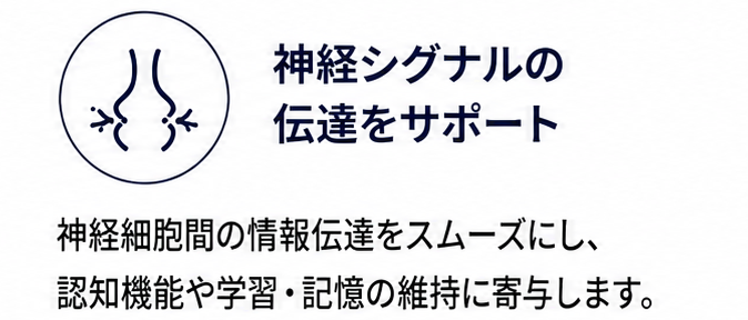 神経シグナルの伝達をサポート