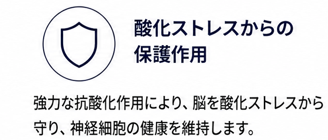 酸化ストレスからの保護作用