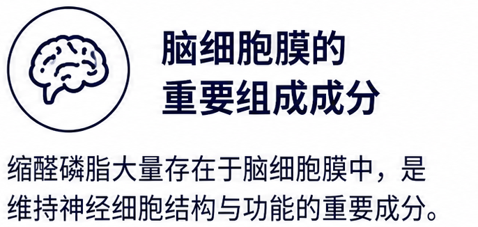 脑细胞膜的重要组成成分