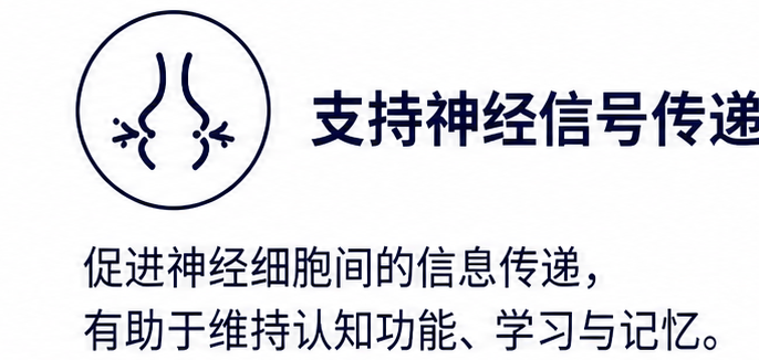 支持神经信号传递