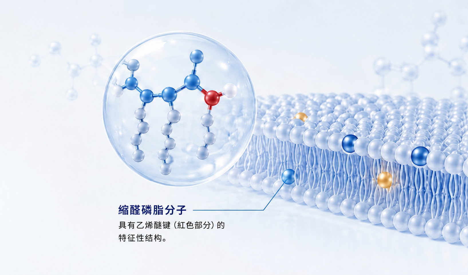 缩醛磷脂分子结构